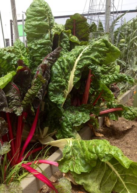 community garden, urban garden, city gardens, santa monica gardens