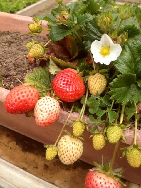 community garden, urban garden, city gardens, santa monica gardens