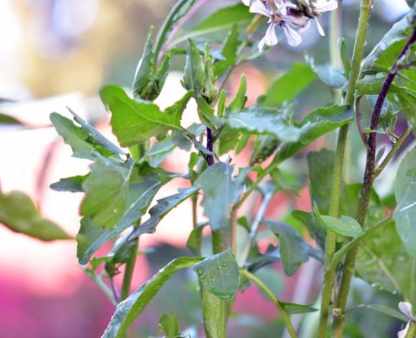 casey weaver, live rooted, vegetables, garden, starting a garden, athlete garden