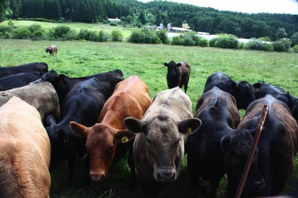 organic farming, co-op, farmer's market, organic food, winter green farm