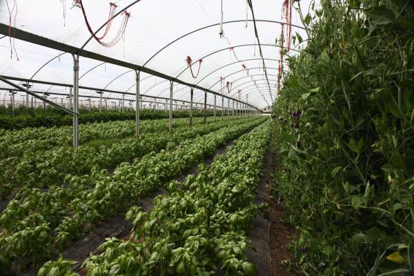 groundwork organics, organic farming, organic farm, hoop houses, basil