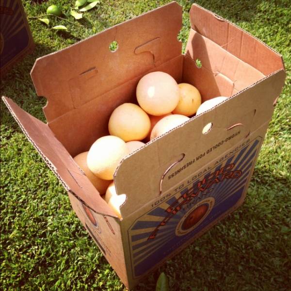 food forward, volunteering, harvesting, los angeles, food banks