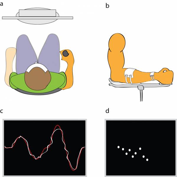 motor skills, motor retention, exercise and motor skills, exercise motor skills