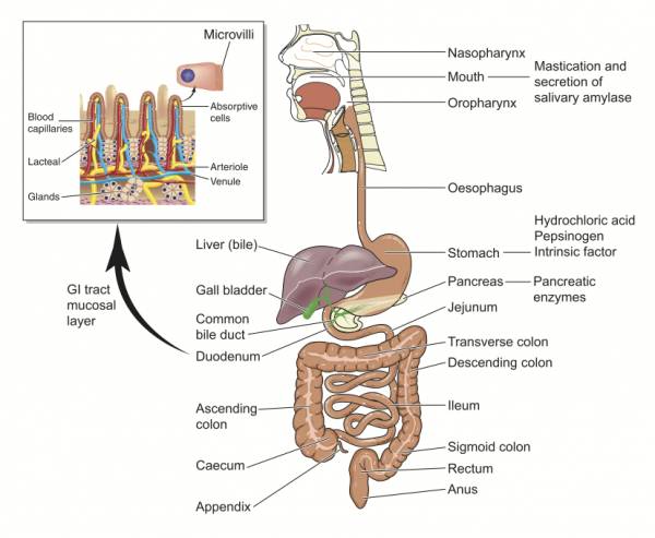 gastrointestinal tract, gi tract and immune system, immune system health