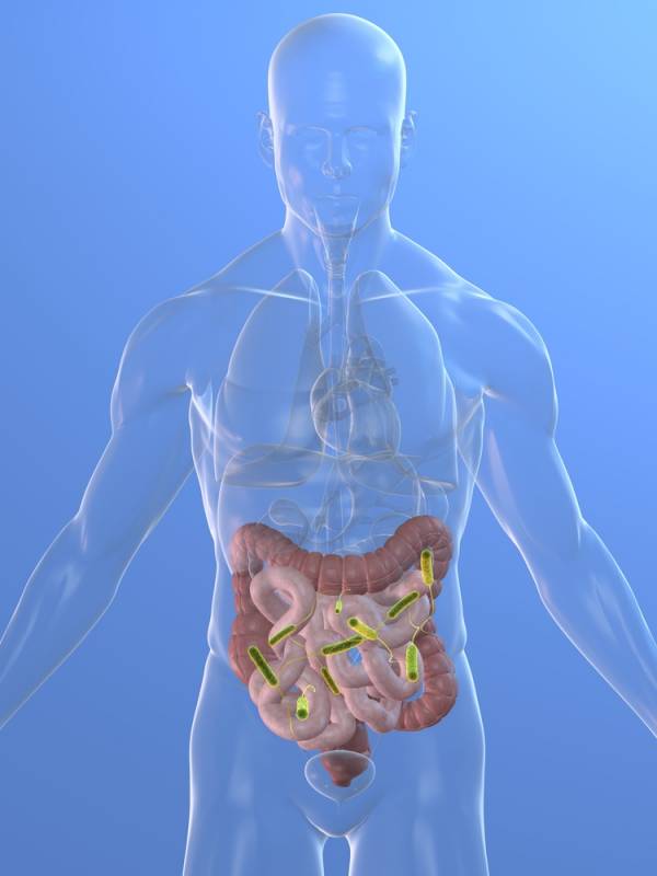 gut bacteria, gut microflora, paleo gut bacteria, instestinal bacteria