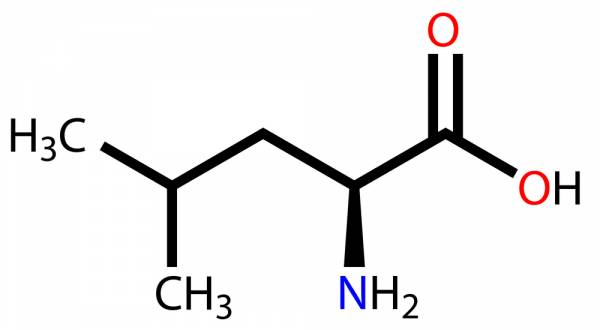 leucine, bcaas, supplements, protein supplements, how much protein