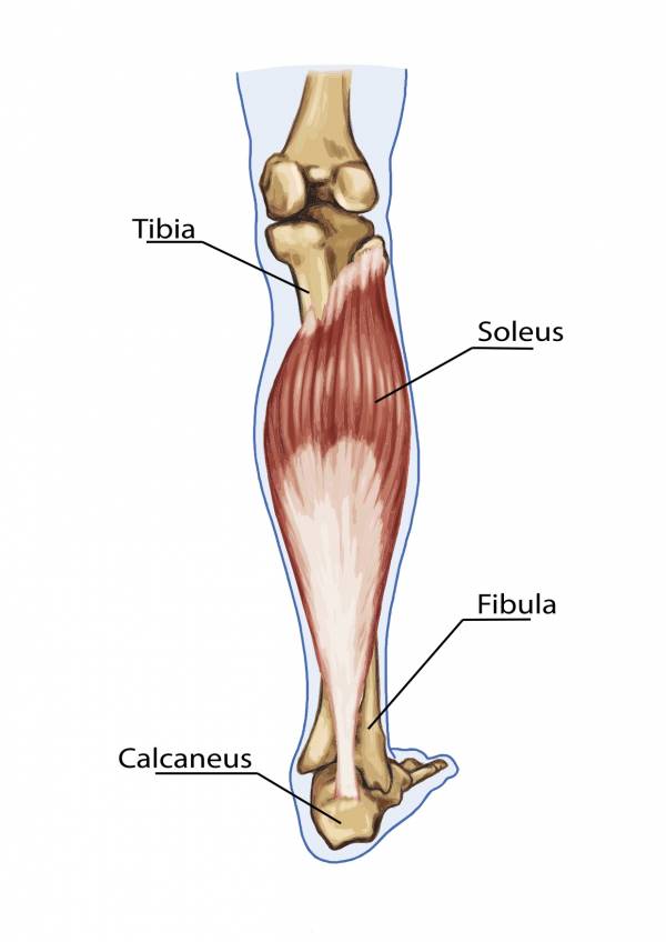 calf anatomy, bigger calves, calf exercises, calf training, calf muscles