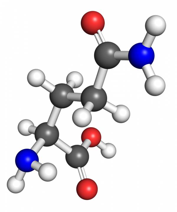 glutamine, creatine, whey protein, magnesium, fish oil, best supplements