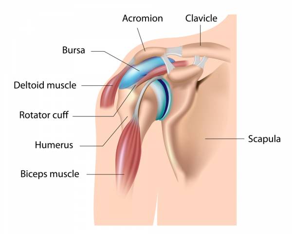 shoulder pain, shoulder instability, shoulder injury, shoulder muscles