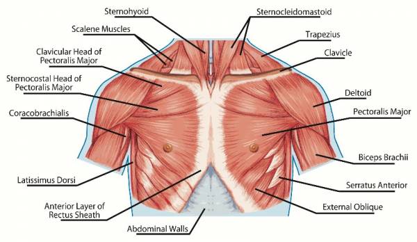 shoulder pain, shoulder instability, shoulder injury, shoulder muscles