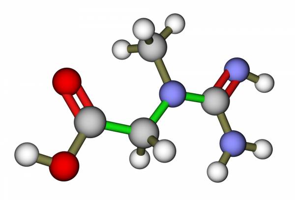 glutamine, creatine, whey protein, magnesium, fish oil, best supplements