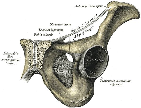 groin injury, hip injury, how to treat groin injury, groin pain, groin strain