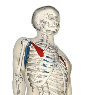 shoulder pain, shoulder instability, shoulder injury, shoulder muscles