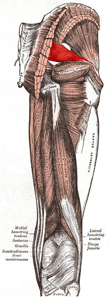 hip pain, sciatica, sciatic nerve, piriformis, piriformis syndrome, hip injury