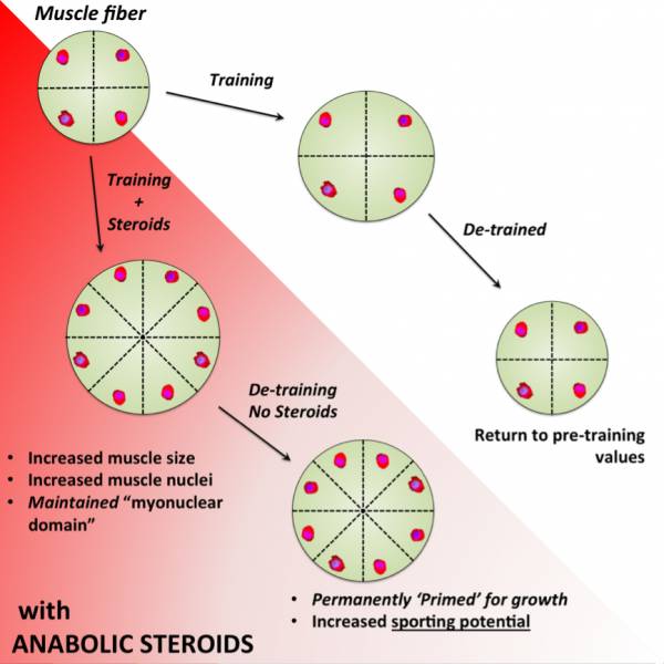 steroids, testosterone, anabolic steroids, steroids cheating, steroid use