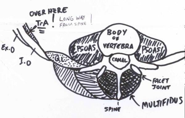 spine anatomy, spine stabilization, pilates, pilates lies, truth about pilates