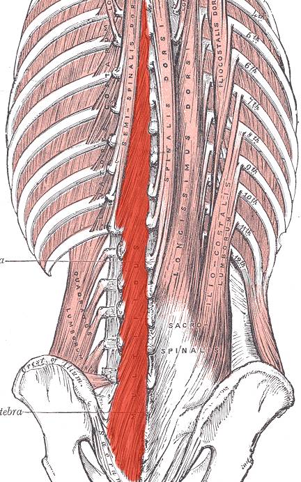 spine anatomy, spine stabilization, pilates, pilates lies, truth about pilates