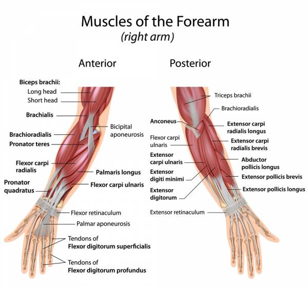 grip strength, finger muscles, hand muscles, forearm muscles, building grip