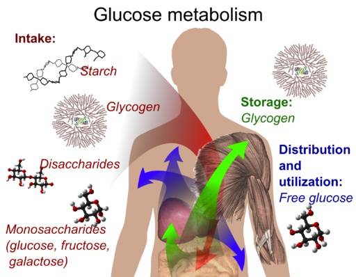 energy pathways, metabolic pathways, energy systems, bioenergetics, glycolysis