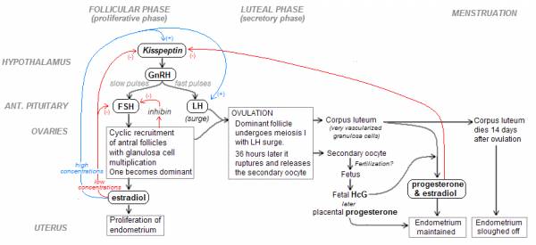 female athlete triad, reproductive health, hypothalamic amenorrhea, amenorrhea