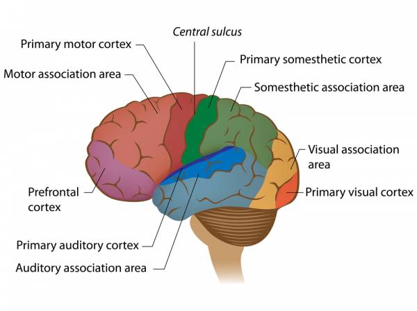 crossfit, weightlifting, nervous system, CNS, proprioception, muscle activation