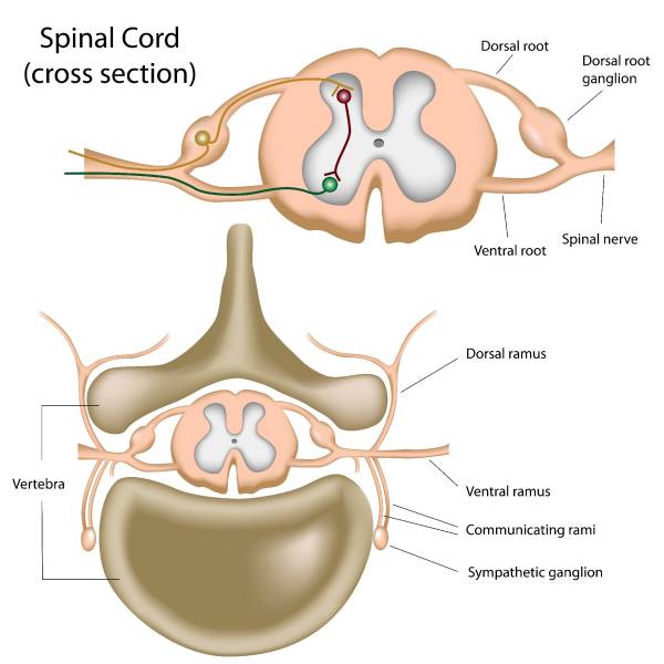 crossfit, weightlifting, nervous system, CNS, proprioception, muscle activation