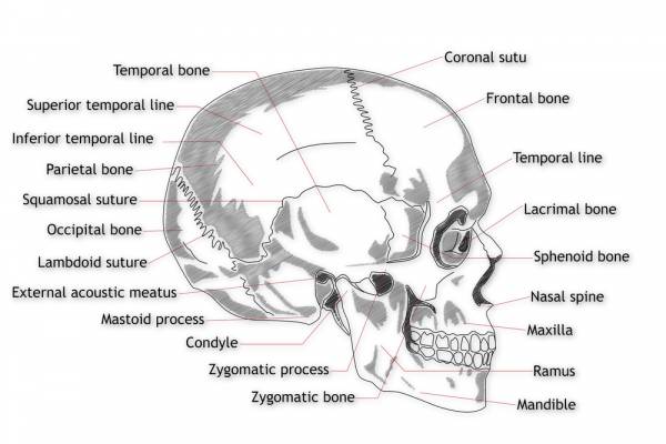 brain injury, healing brain trauma, concussions, healing concussions, anatomy