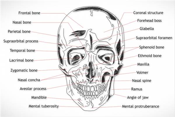 brain injury, healing brain trauma, concussions, healing concussions, anatomy