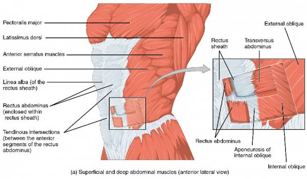 abmat, how to use abmat, purpose of abmat, abdominal muscles, sit ups