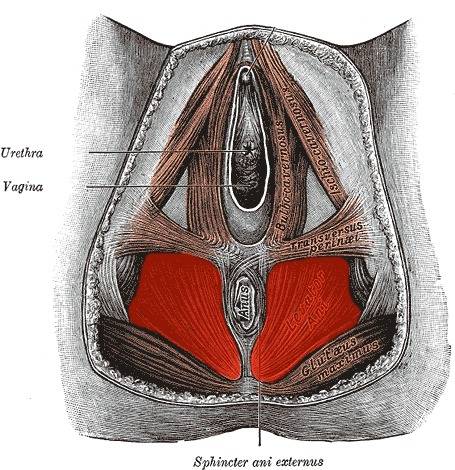 incontinence, peeing while working out, peeing yourself, double under peeing