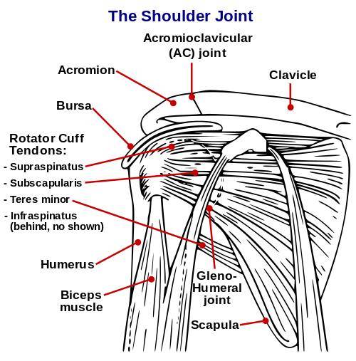 shoulder complex, overhead, mobility, stability, movement, scapula