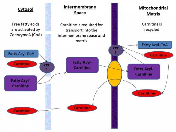 carnitine, l-carnitine, supplements, supplementation, nutrition