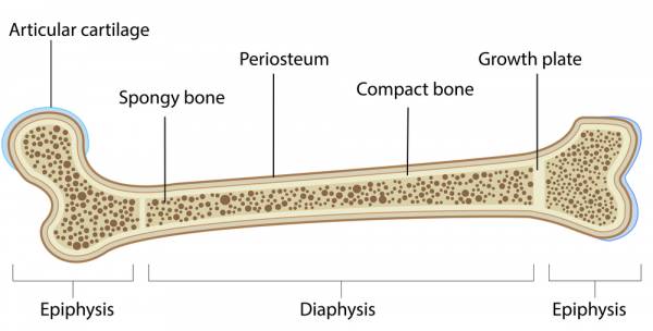 growth plate injuries, adolecent athletes