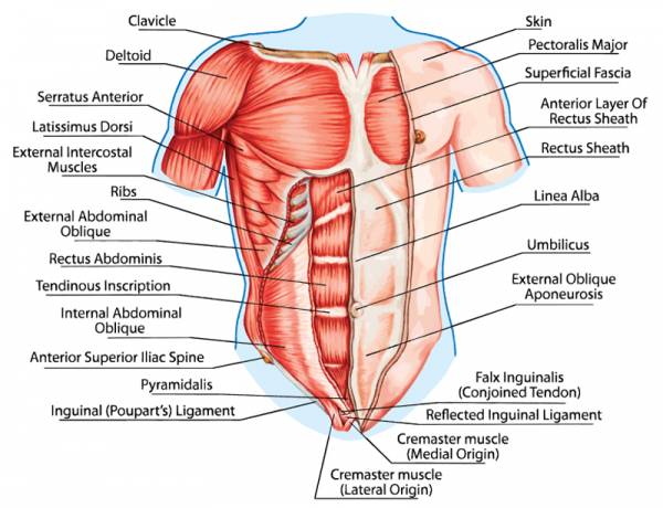 trunk, core