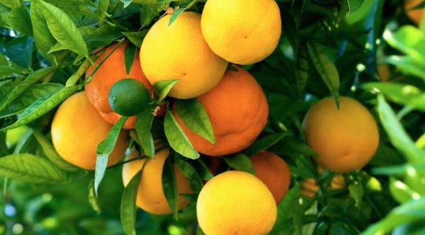 vitamin c, water soluble vitamins