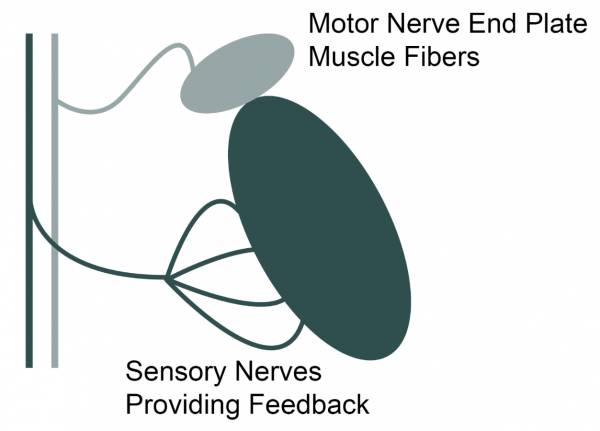 Want a higher pedal stroke? You'll need to run it by your CNS first.