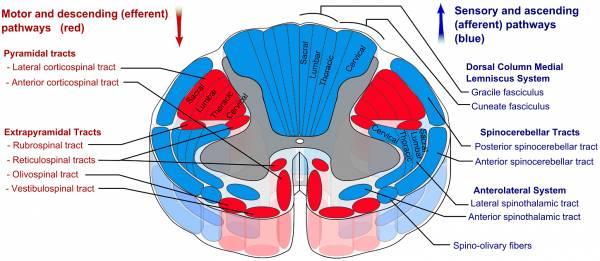 spinal cord tracts