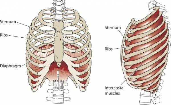 diaphragm, diaphragmatic breathing, proper breathing, athletes breathing