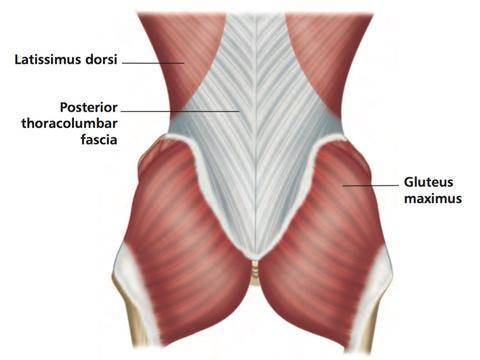 Relationship of TLF and Lats