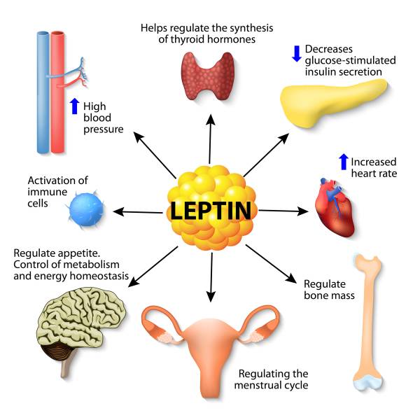 Feeding Influences Adipose Tissue Responses to Exercise in Overweight Men