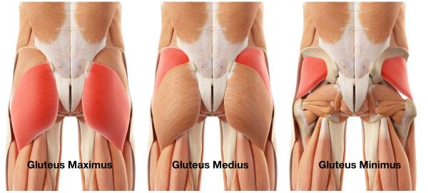 Gluteal Anatomy