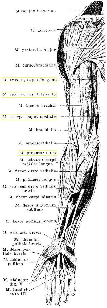 biceps, biceps anatomy, biceps kinesiology, biceps training, biceps exercises