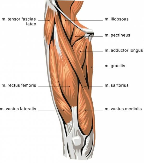 two jointed muscles, two-jointed muscles, hamstring training, quad training