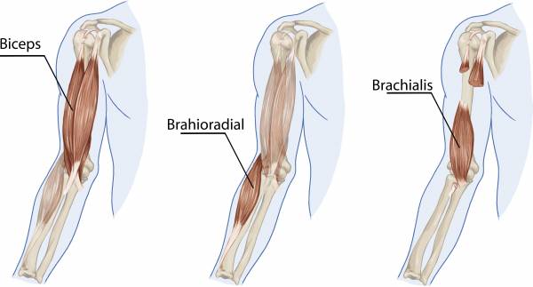 biceps, biceps anatomy, biceps kinesiology, biceps training, biceps exercises