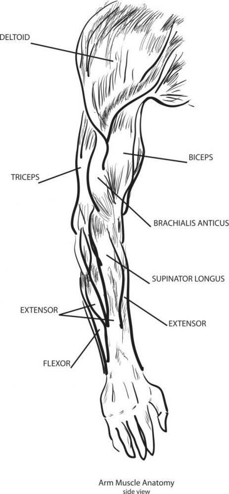 biceps, biceps anatomy, biceps kinesiology, biceps training, biceps exercises