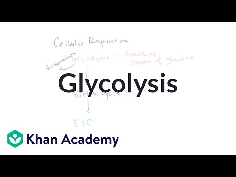 Overview of glycolysis | Cellular respiration | Biology | Khan Academy