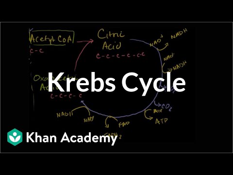 Krebs / citric acid cycle | Cellular respiration | Biology | Khan Academy