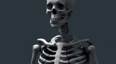 human_skeleton