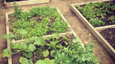 community garden, urban garden, city gardens, santa monica gardens