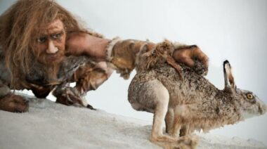 paleo nutrition, paleo food, ancestral diet, ancestral movement, paleo